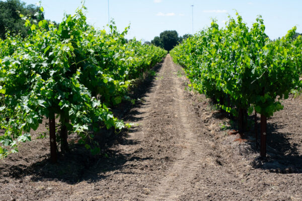 Rows of green grapevines with dirt path.